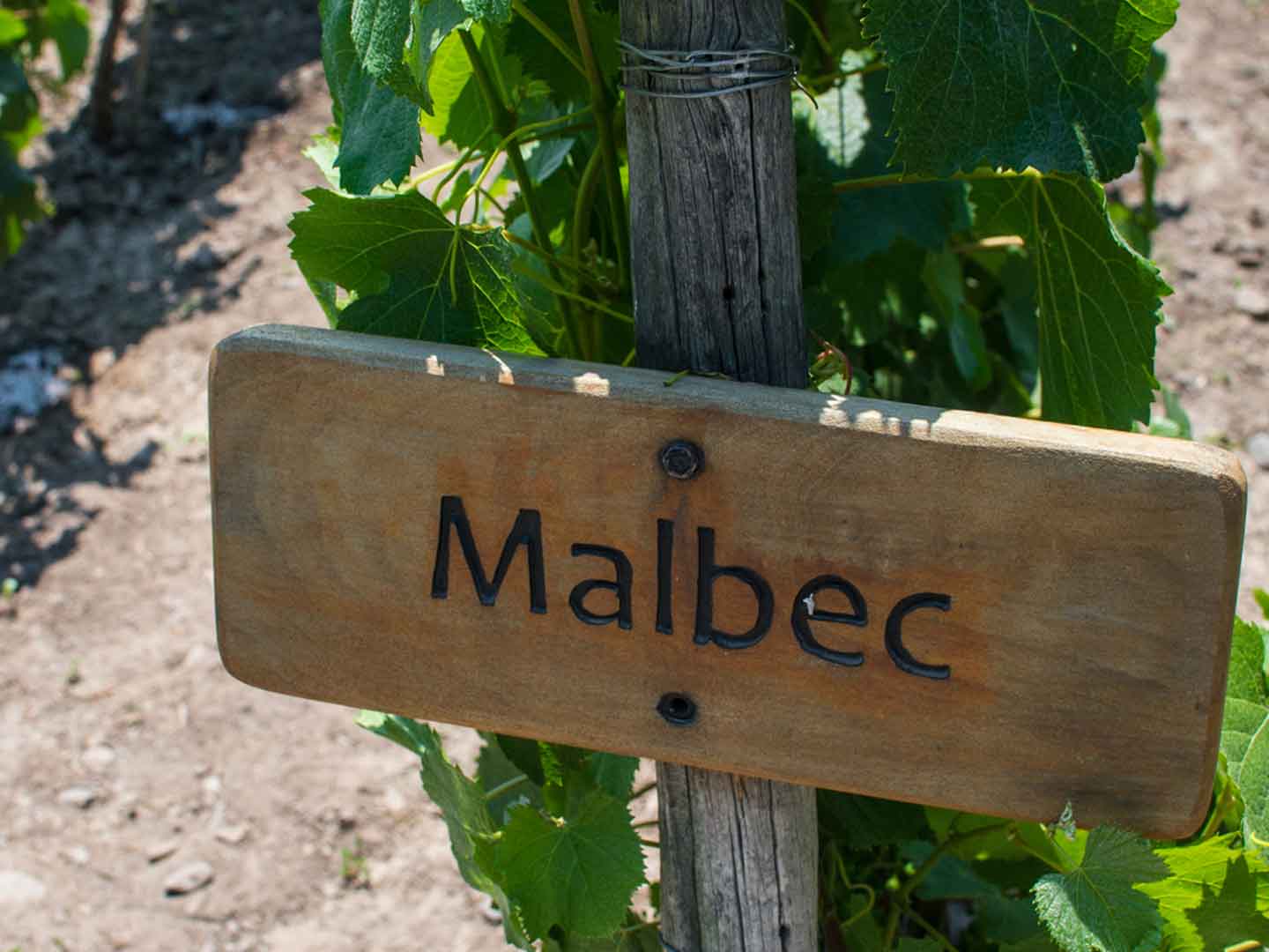 Malbec - Wine as Art